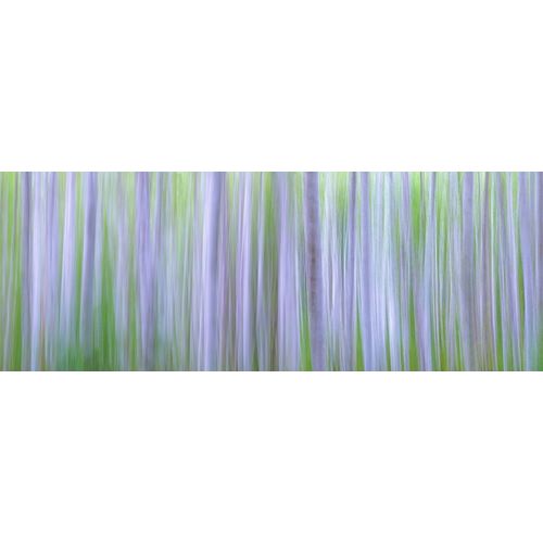 Washington State-Seabeck Panoramic abstract of alder grove